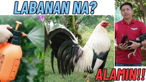 pointing sa araw ng laban|Mad Science .
